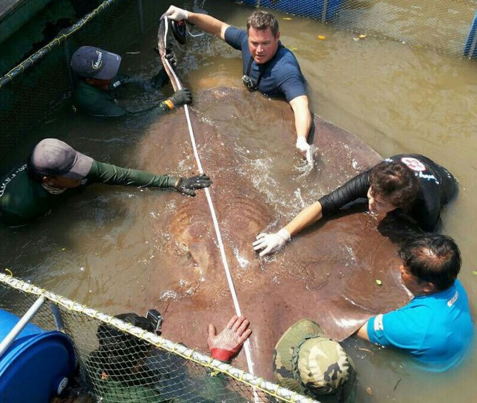 Monster StingRay Thailand - meausring