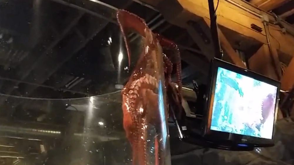 Octopus Escapes Seattle Aquarium