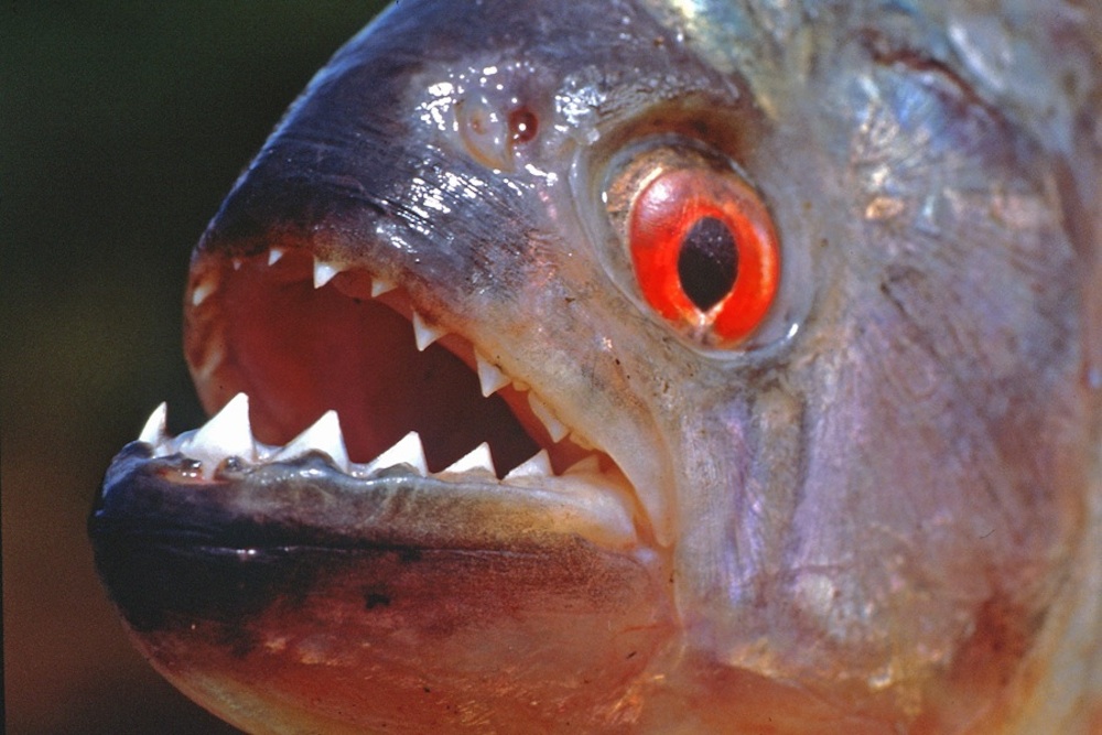  Piranha  Attacks Are Even More Terrifying Than You Thought 