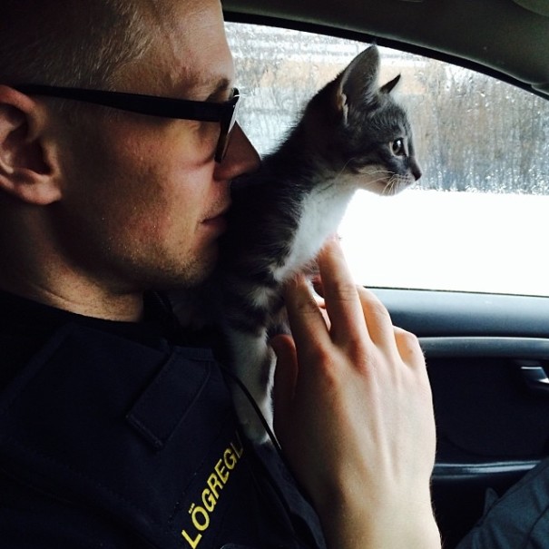 Reykjavik Police Instagram - Kitten