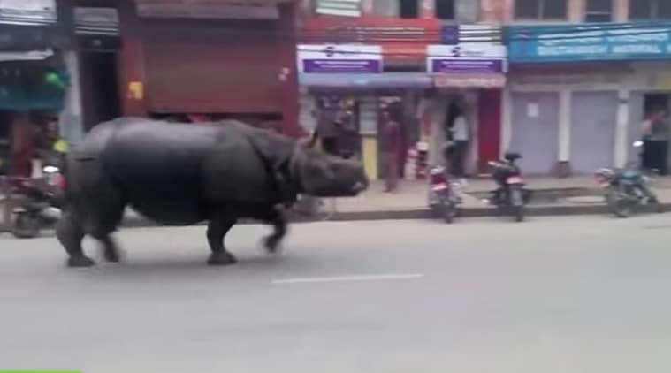 Nothing To See Here Just A Giant Rhinoceros Going On A Rampage Through The Streets Of Nepal
