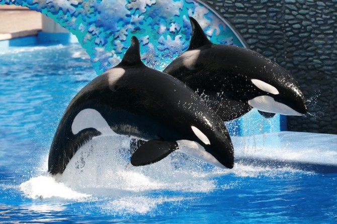 Sea World