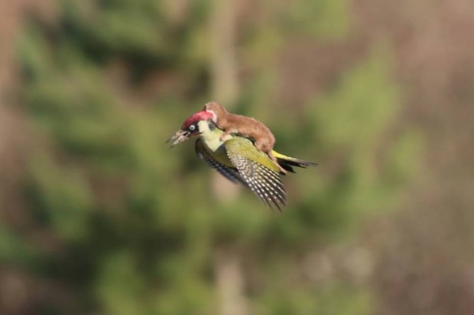 Weasel Flying Back Woodpecker