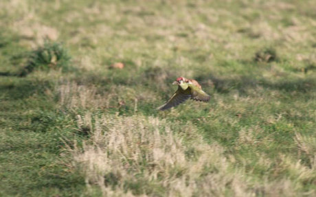 Weasel Riding Woodpecker 2