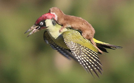 Weasel Riding Woodpecker 3