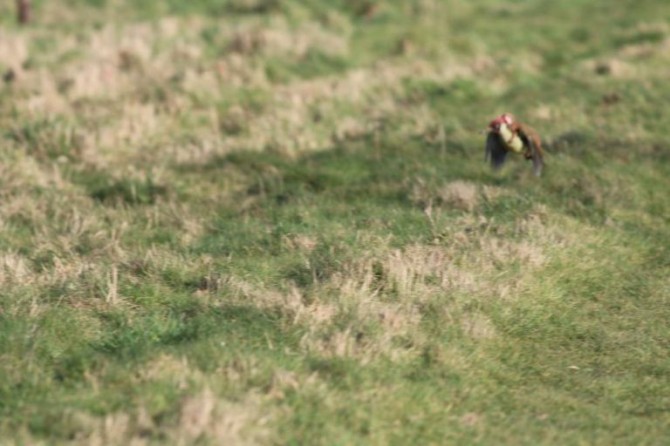 Weasel & Woodpecker. Martin Le-May @https://twitter.com/KingYamel