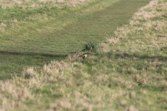 Weasel & Woodpecker. Martin Le-May @https://twitter.com/KingYamel