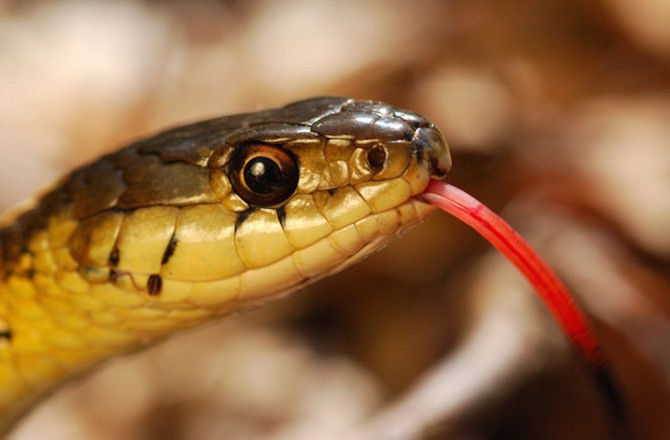 Garter Snake