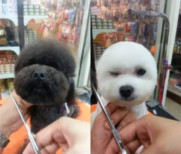 Geometric Dog Hairstyles 1