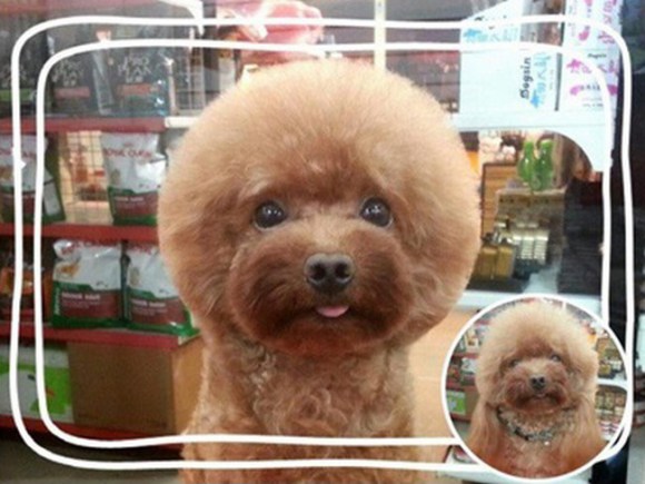 Geometric Dog Hairstyles 7