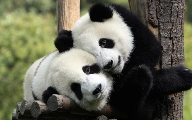 Giant Pandas