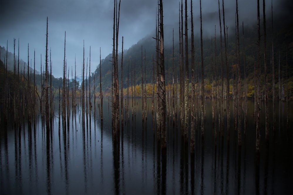 Hidenobu Suzuki - Flooded Forest