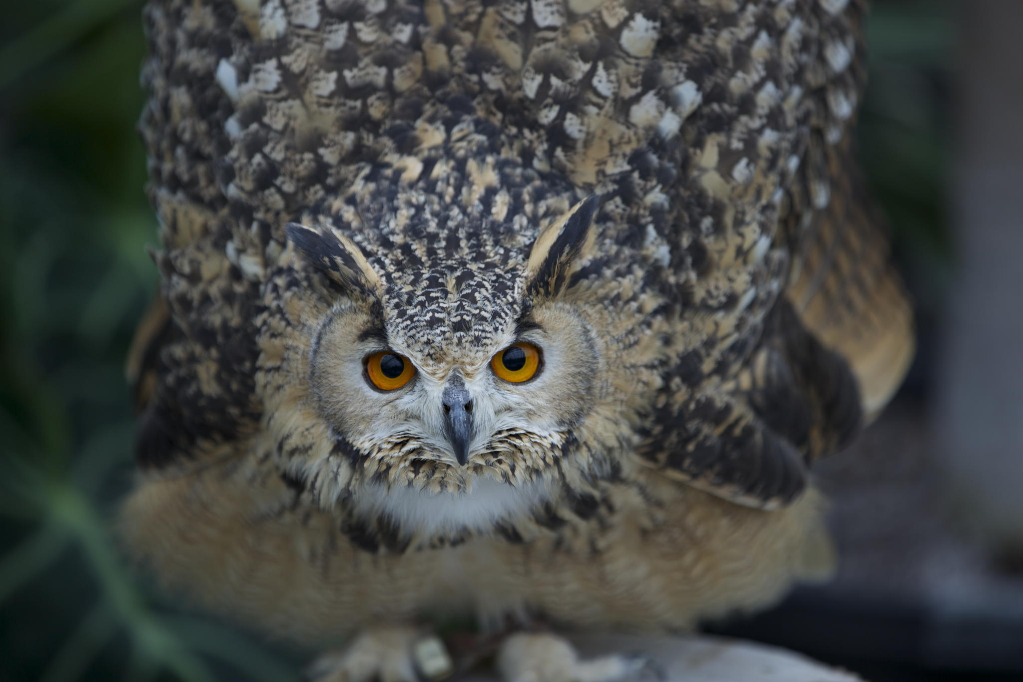 Hidenobu Suzuki - Menacing Owl