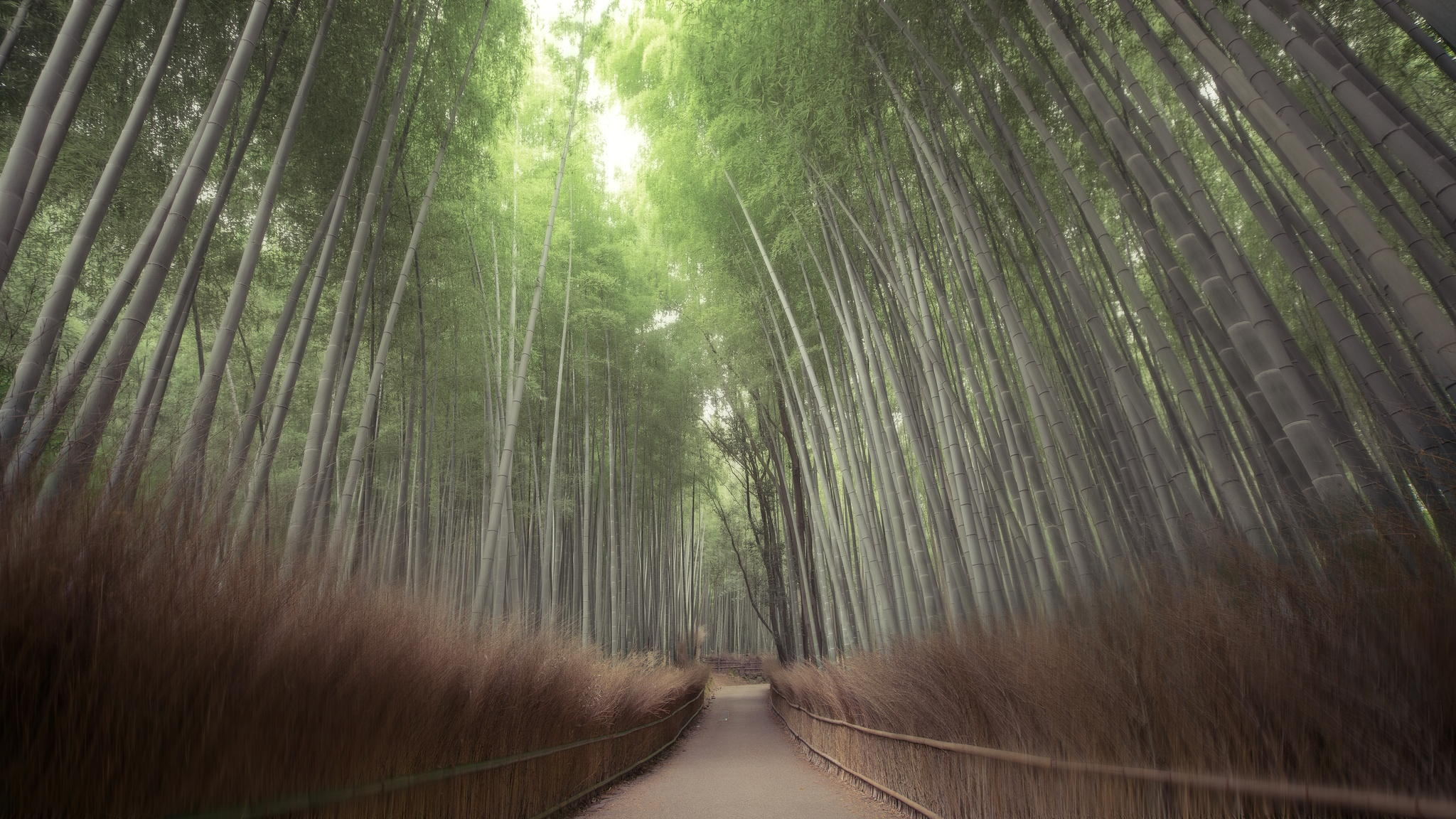 Hidenobu Suzuki - Silence Arashiyama Kyoto
