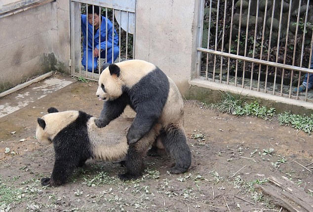 Horny Pandas Set Record With Marathon Sex Session