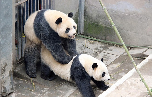 Horny Pandas Set Record With Marathon Sex Session