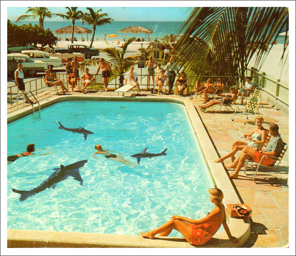 Sammy Slabbinck - Shark Pool