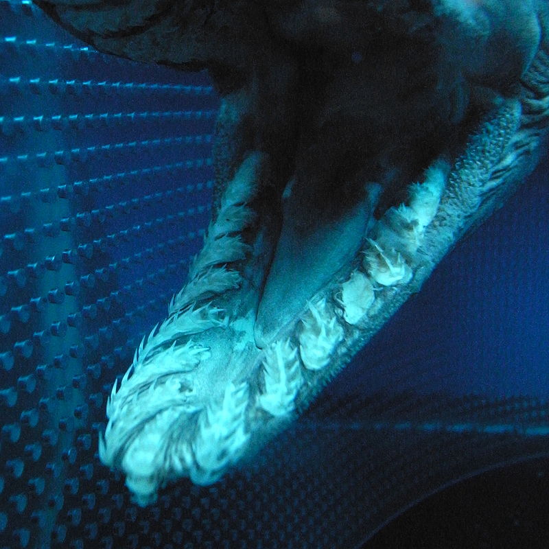 Weirdest Sharks - Frilled Shark Teeth