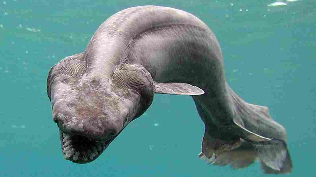 Weirdest Sharks - Frilled Shark