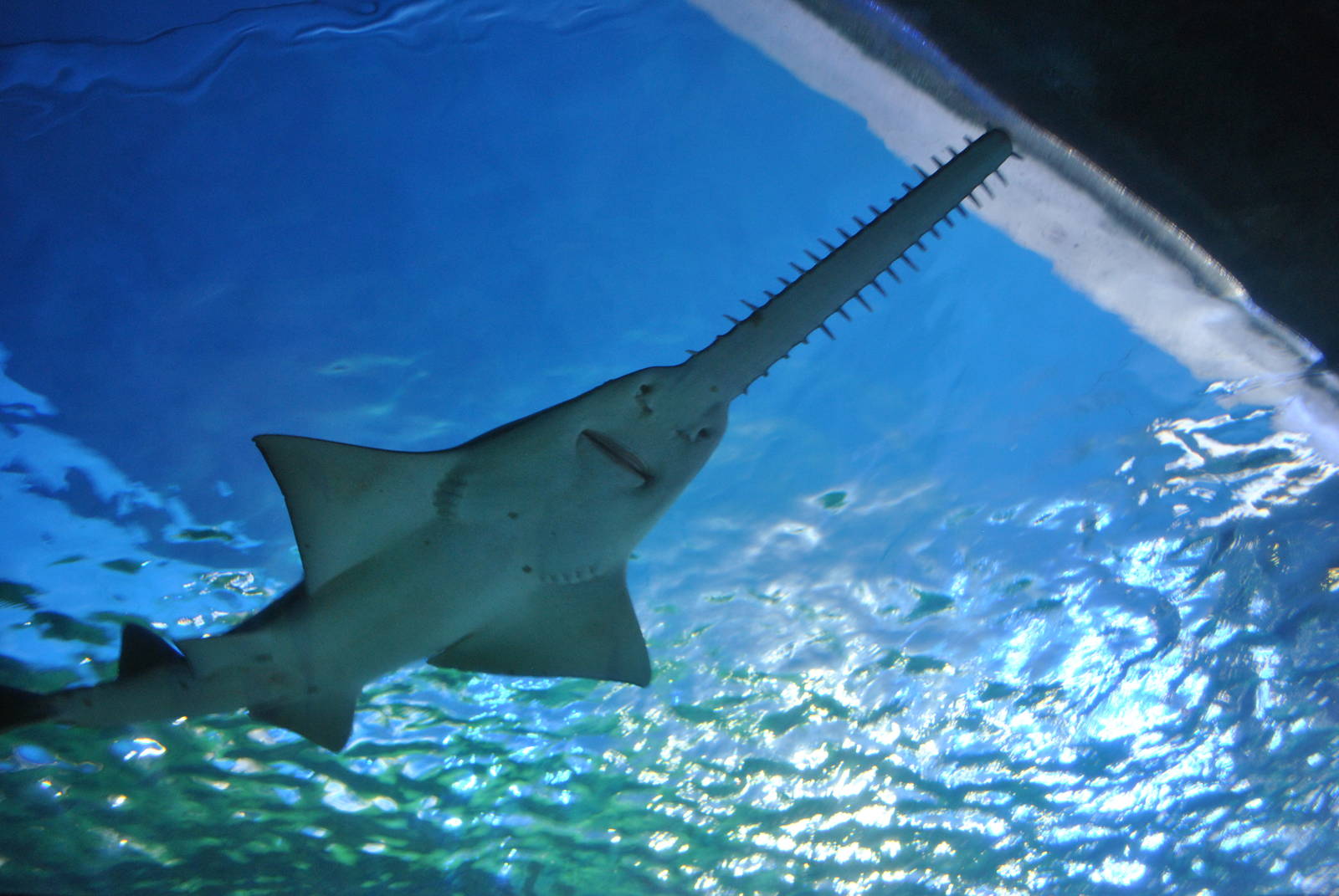 Weirdest Sharks - Sawshark