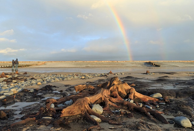 Petrified Forest Ynyslas