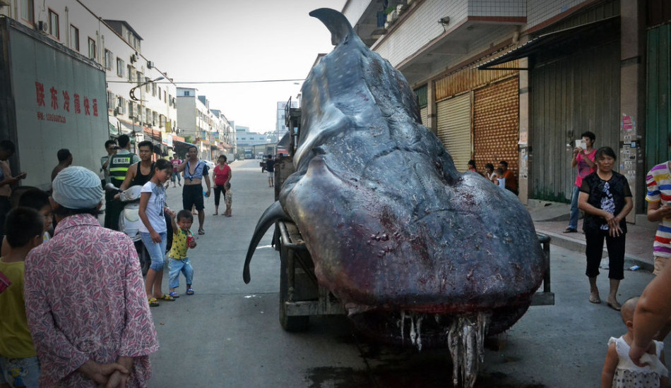 Whale Shark Chinese Streets Huge Beast