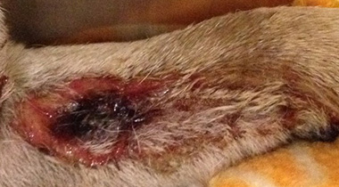 Alabama Rot 2