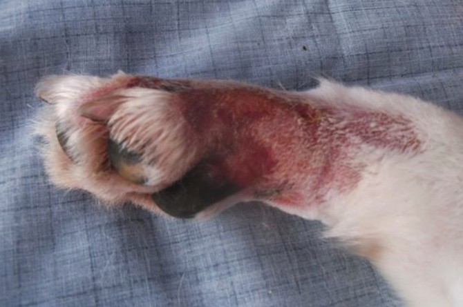 Alabama Rot