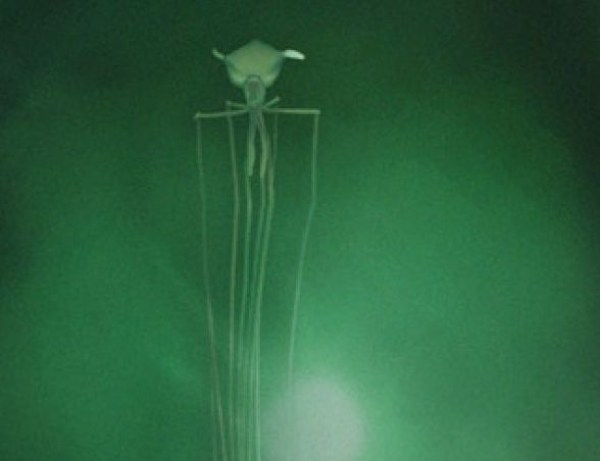 WATCH The Bigfin Squid Will Haunt Your Dreams Sick Chirpse