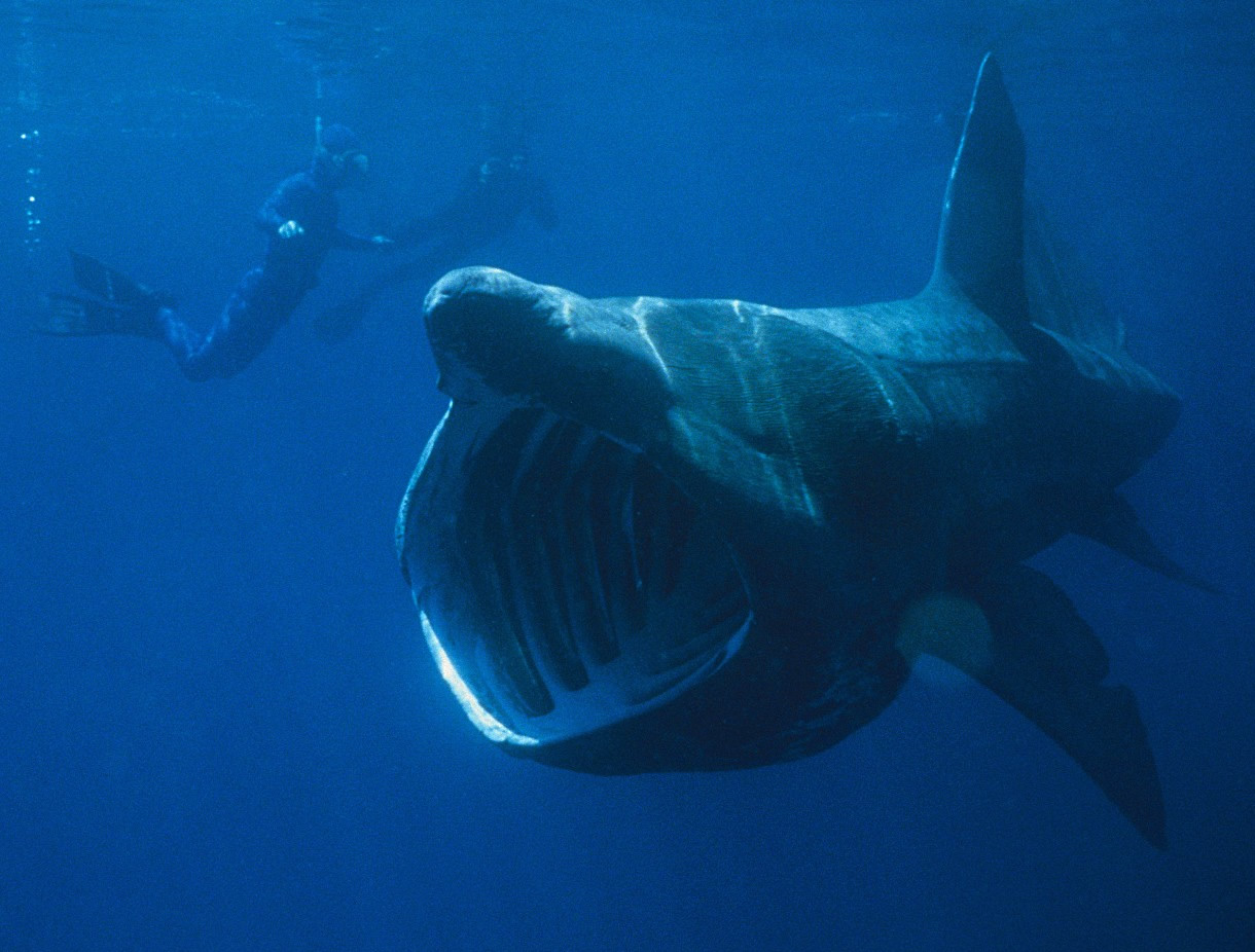 Dangerous Looking Animals - Basking Shark