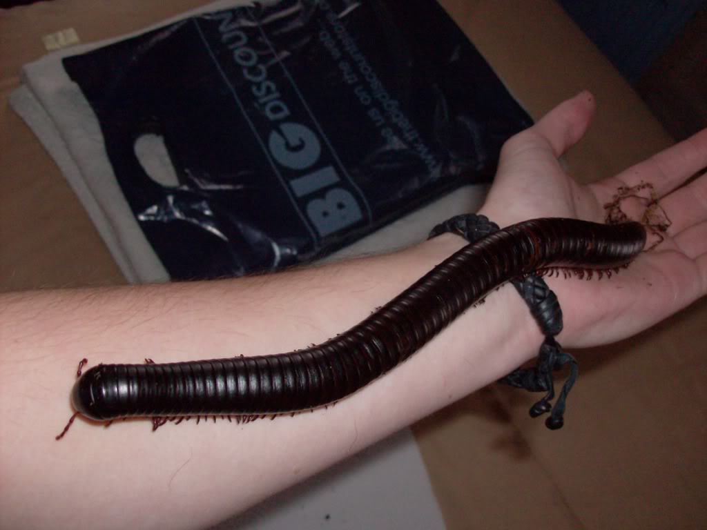 Dangerous Looking Animals - Giant African Millipede