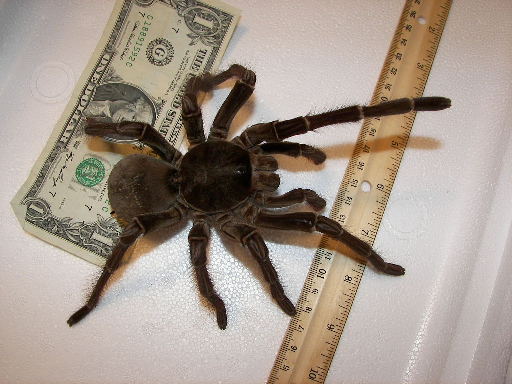 Dangerous Looking Animals - Goliath Birdeater