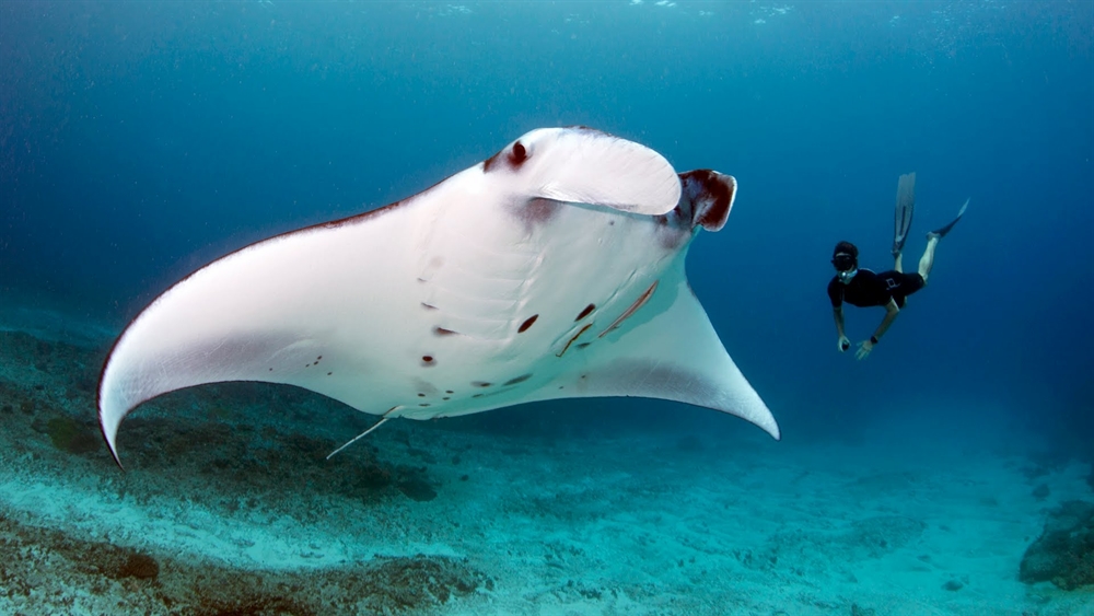 Dangerous Looking Animals - Manta Ray