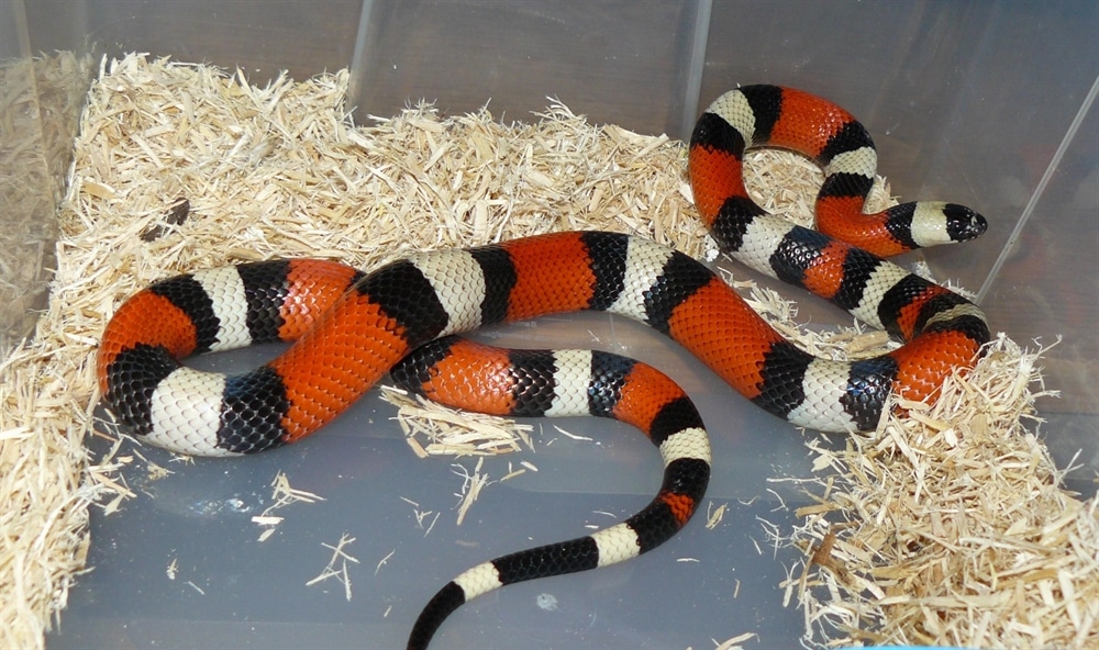 Dangerous Looking Animals - Milk Snakes