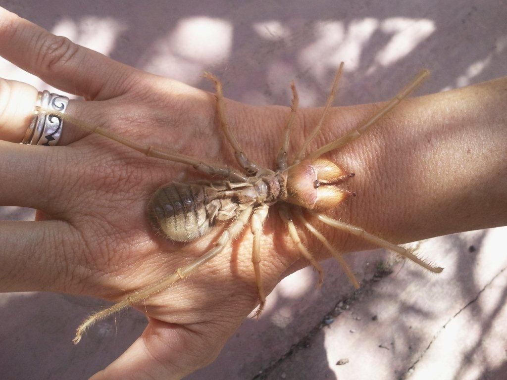 Dangerous Looking Animals -Solpugidae-Camel-Spider