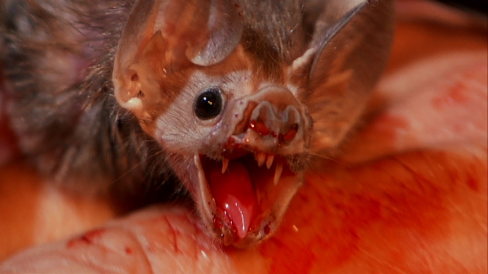 Dangerous Looking Animals - Vampire Bat
