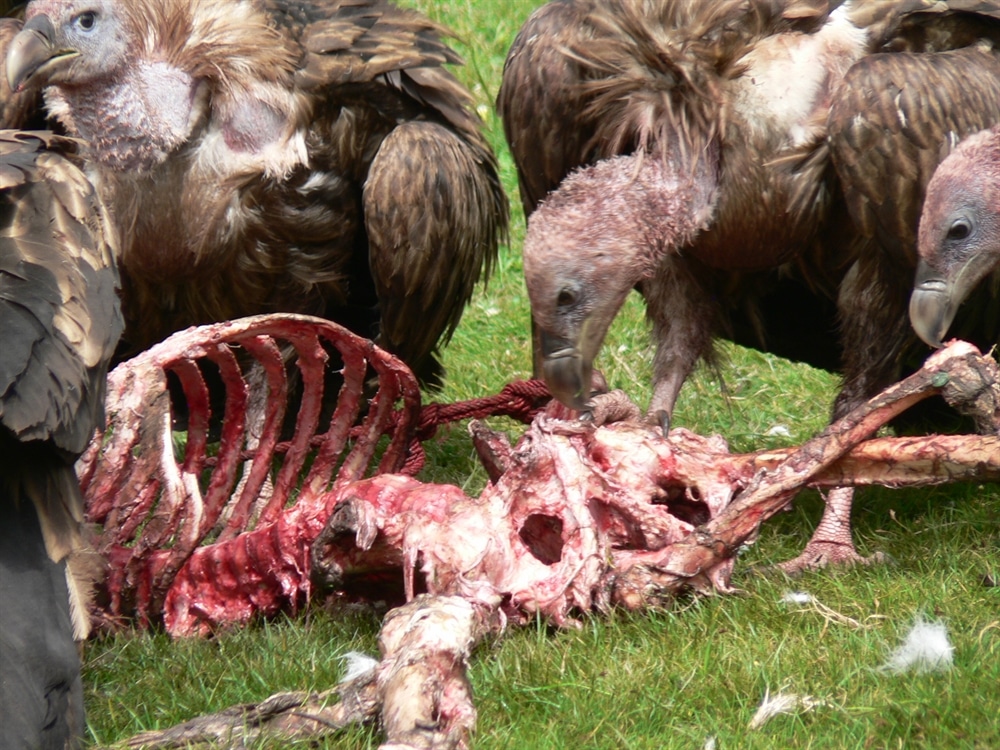 Dangerous Looking Animals - Vulture Sky Burial