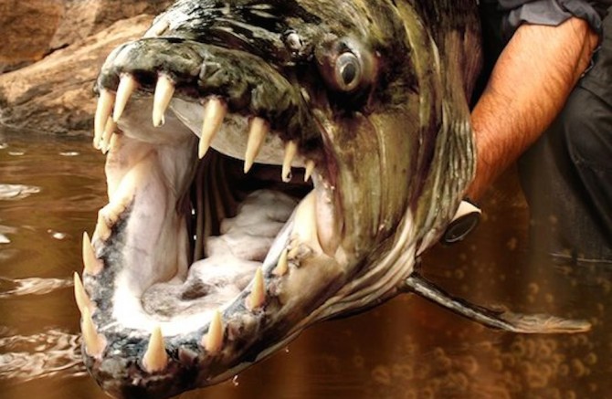 Goliath Tigerfish