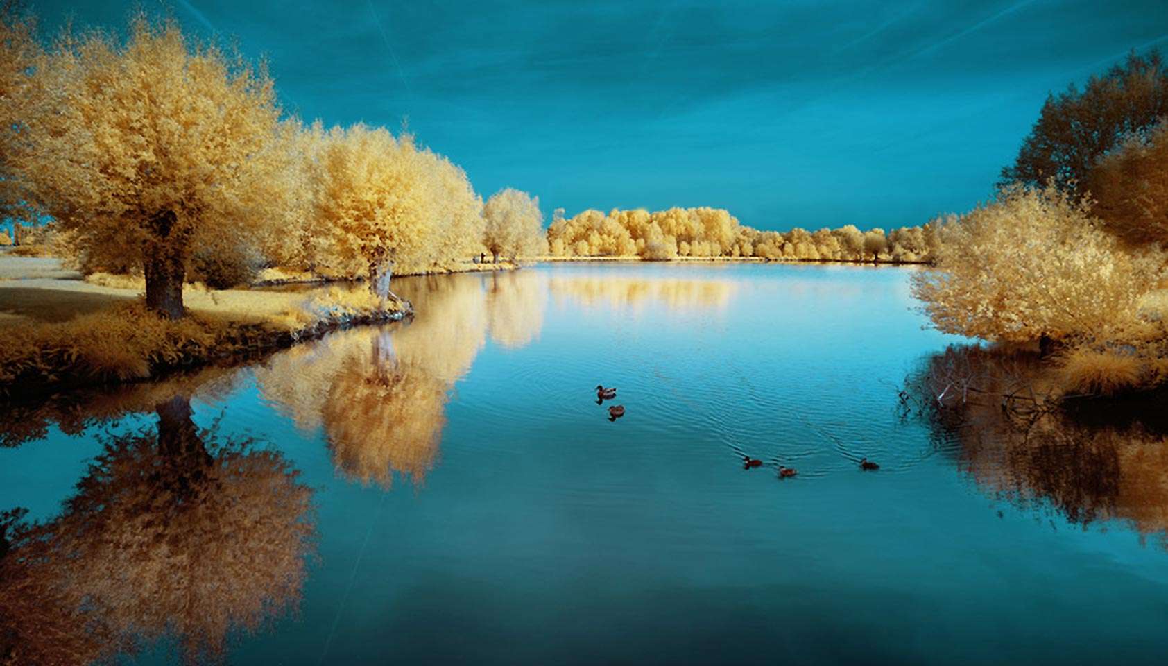 Infrared Photography - Ducks and Pond