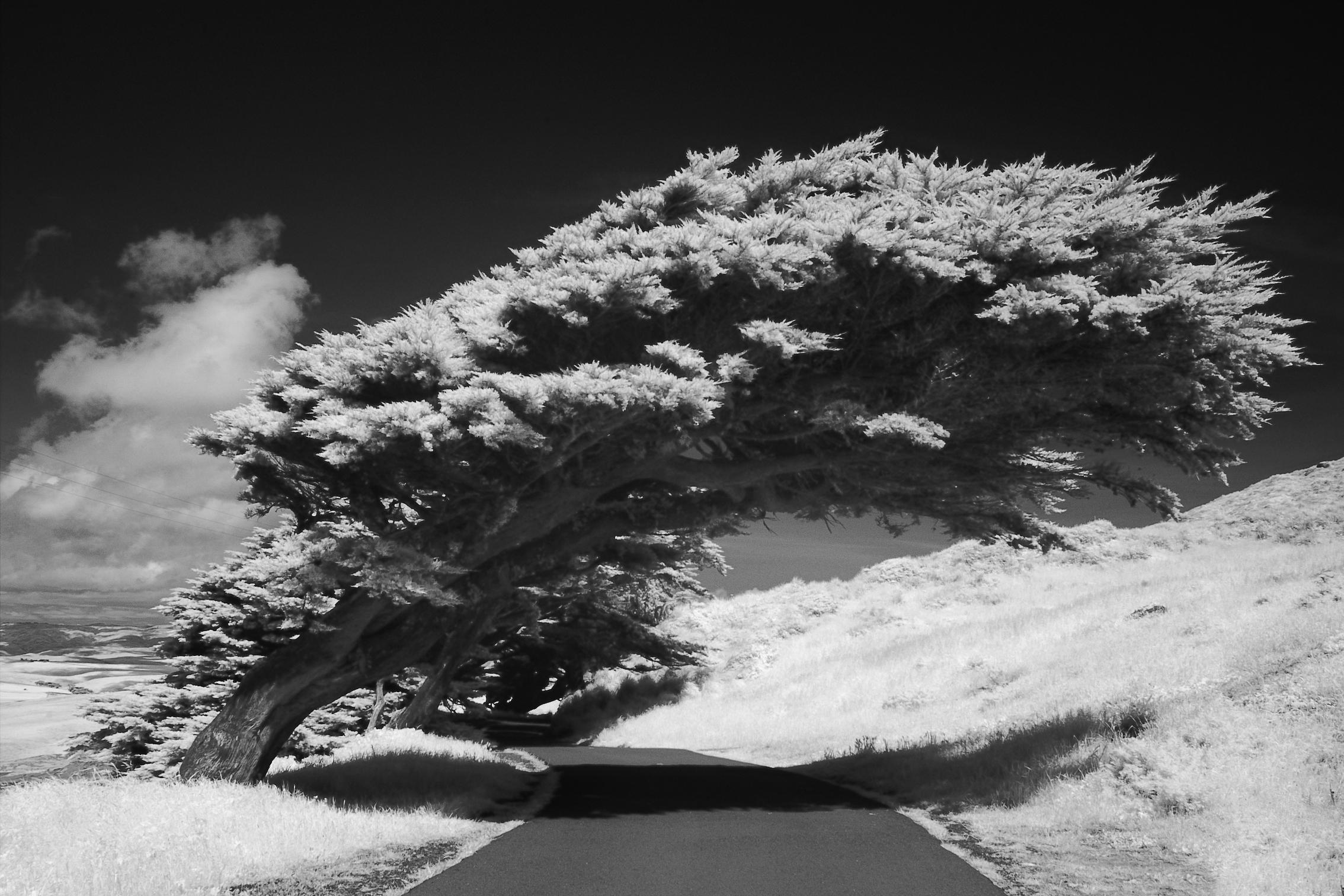 Infrared Photography - Large Bent Tree