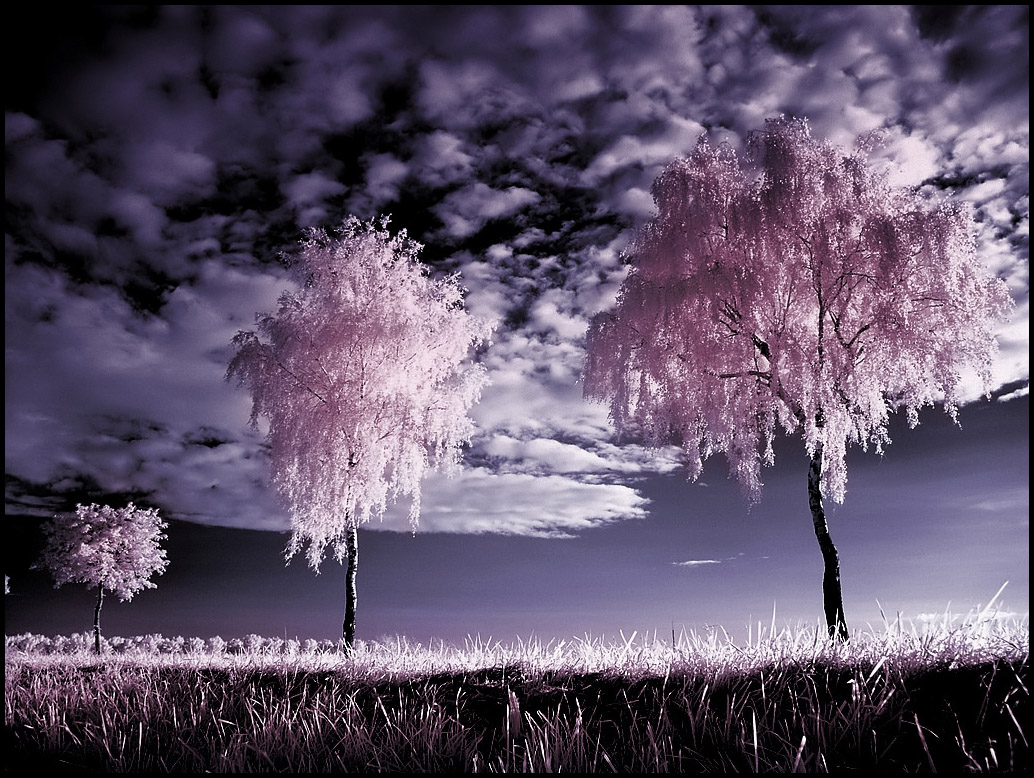 Infrared Photography - Three Birches