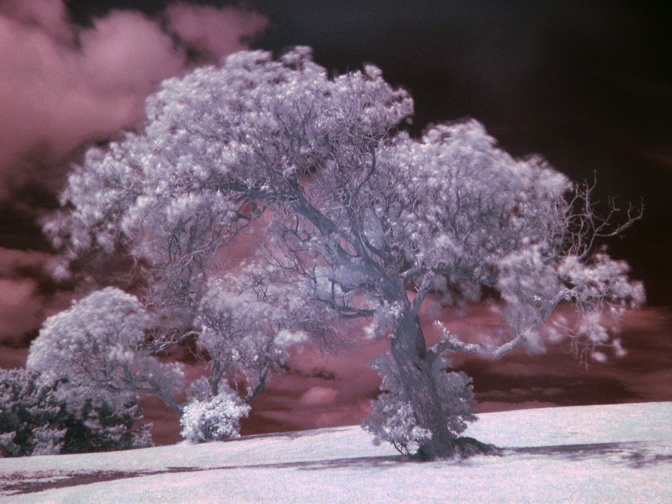 Infrared Photography - Tree Black Sky