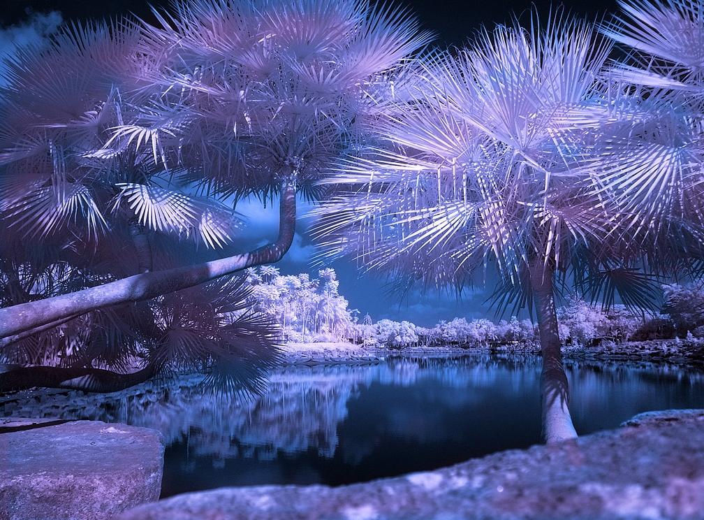 Infrared Photography - Tropical Garden