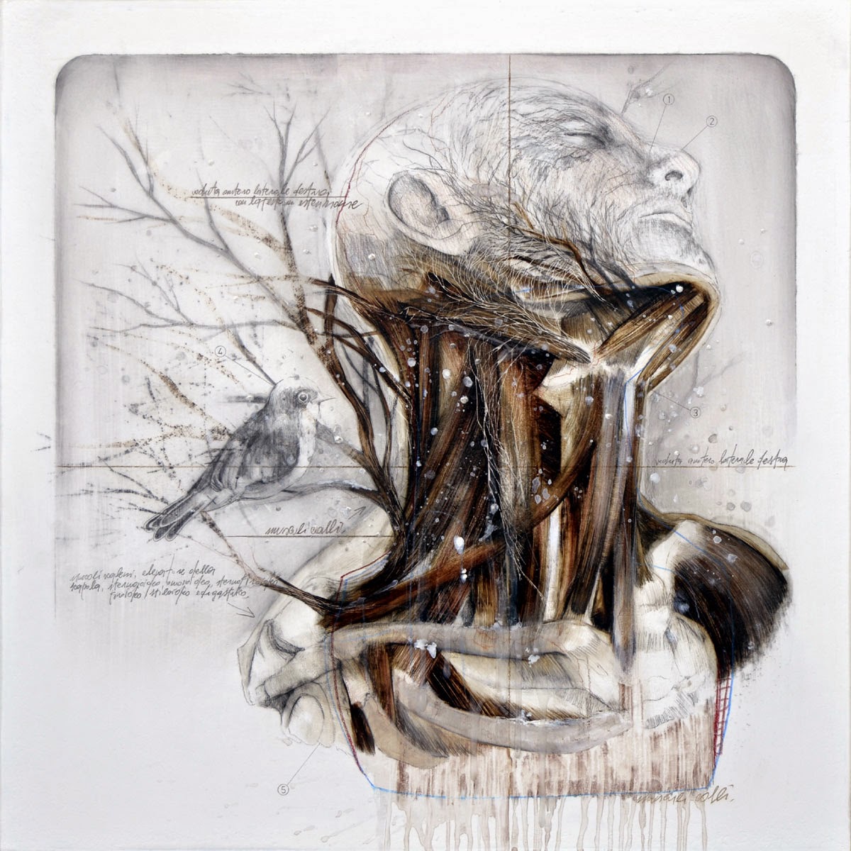 Nunzio Paci - Anatomy And Birds 3