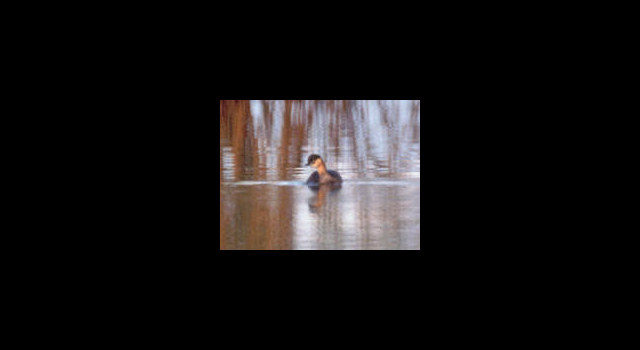 Recently Extinct Animals - Alaotra Grebe Only Existing Photo