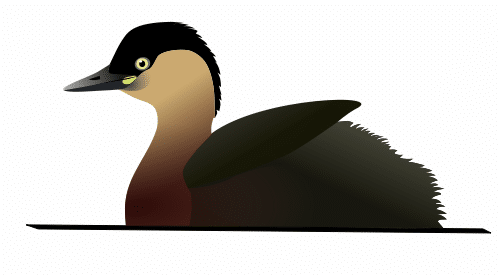 Recently Extinct Animals - Alaotra Grebe