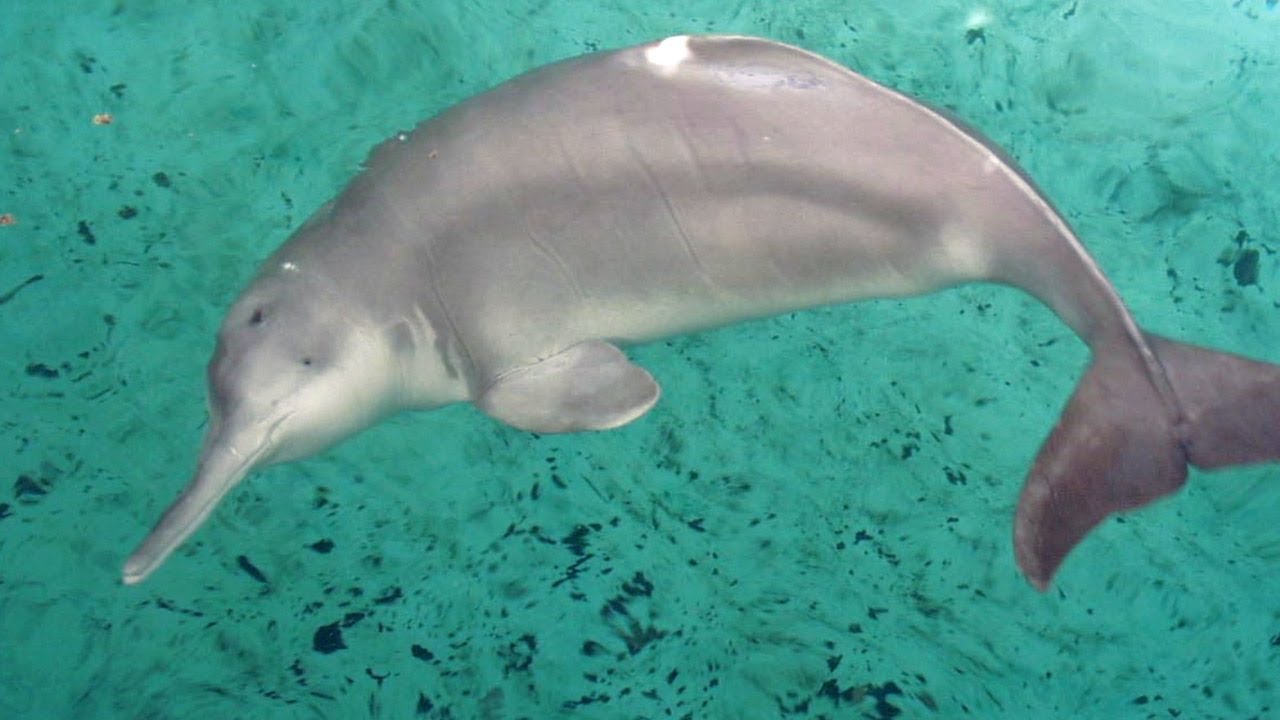 Recently Extinct Animals - Baiji River Dolphin