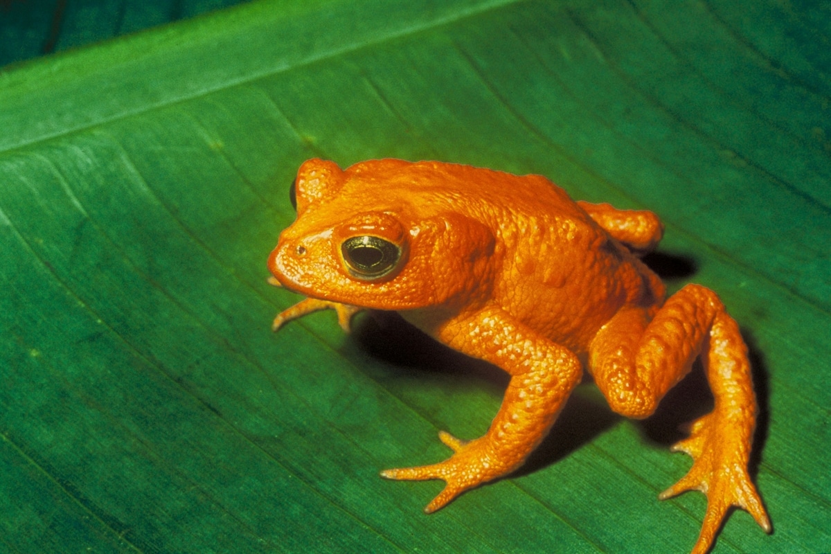 Recently Extinct Animals - Golden Toad 2