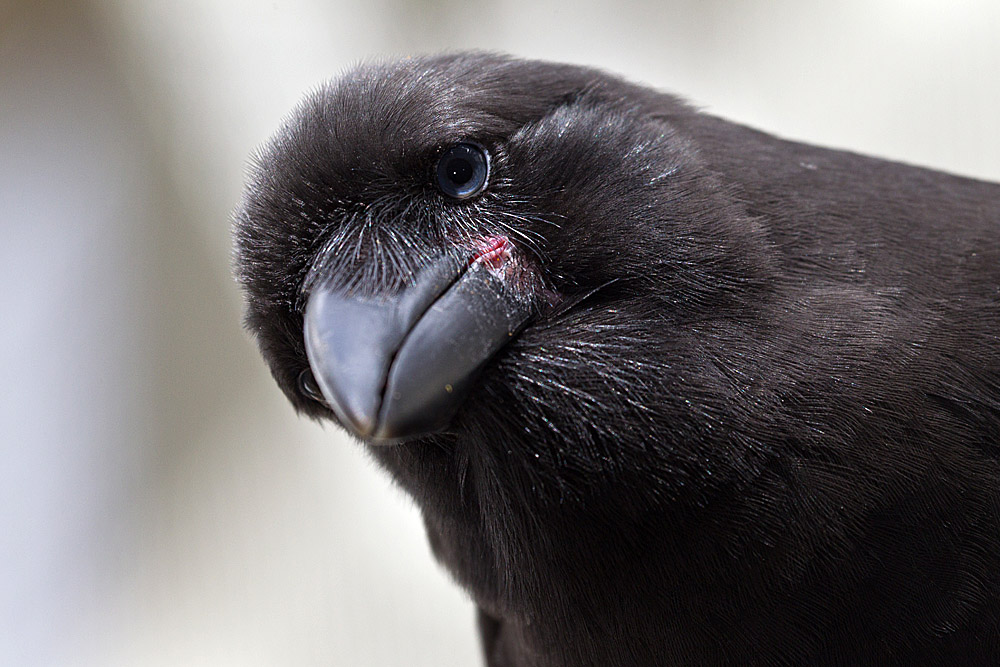Recently Extinct Animals - Hawaiian Crow