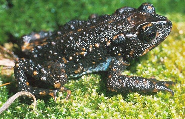 Recently Extinct Animals - Holdridge's Toad